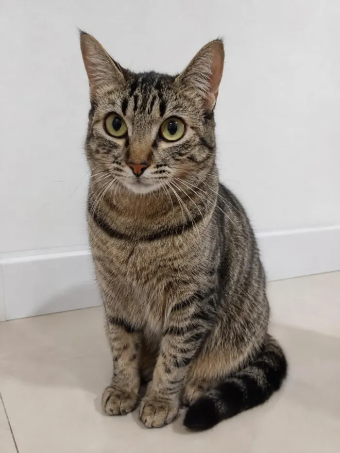 Gato raça SRD-ViraLata idade 1 ano nome Lala