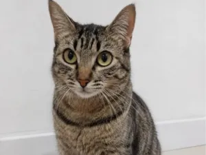 Gato raça SRD-ViraLata idade 1 ano nome Lala
