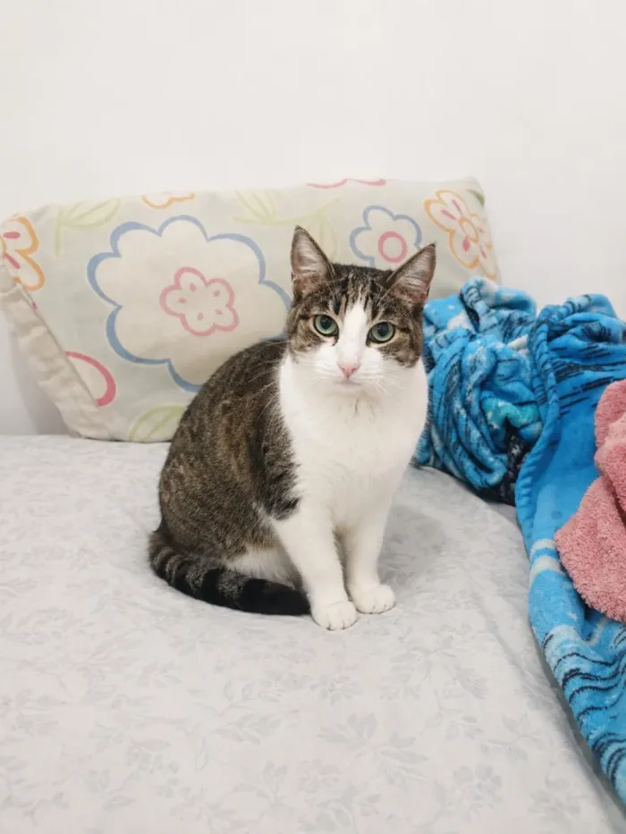 Gato raça SRD-ViraLata idade 2 anos nome Nina