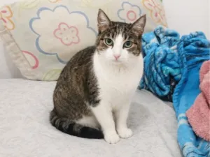 Gato raça SRD-ViraLata idade 2 anos nome Nina