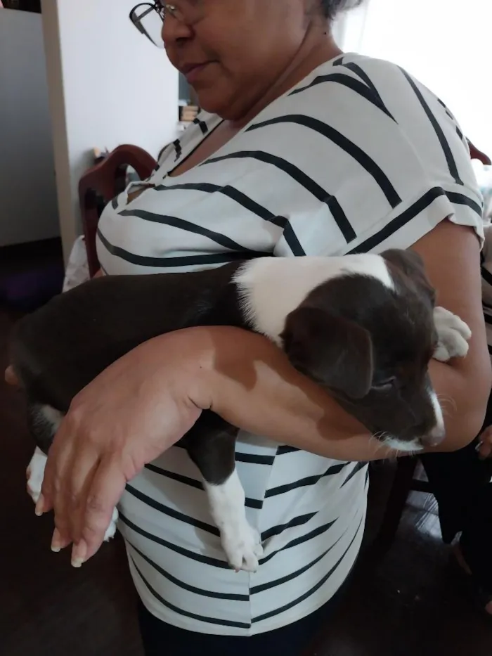 Cachorro raça SRD-ViraLata idade 2 a 6 meses nome Sapequinha 