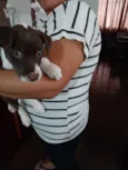 Sapequinha 