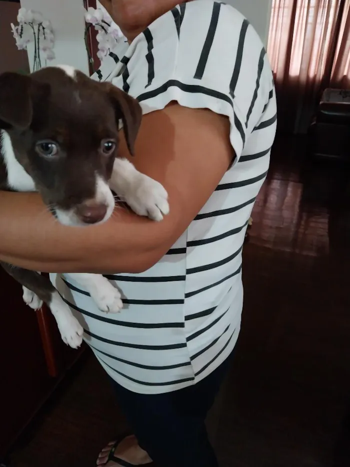 Cachorro raça SRD-ViraLata idade 2 a 6 meses nome Sapequinha 