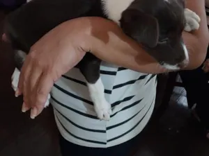 Cachorro raça SRD-ViraLata idade 2 a 6 meses nome Sapequinha 