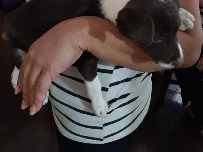 Cachorro raça SRD-ViraLata idade 2 a 6 meses nome Sapequinha 