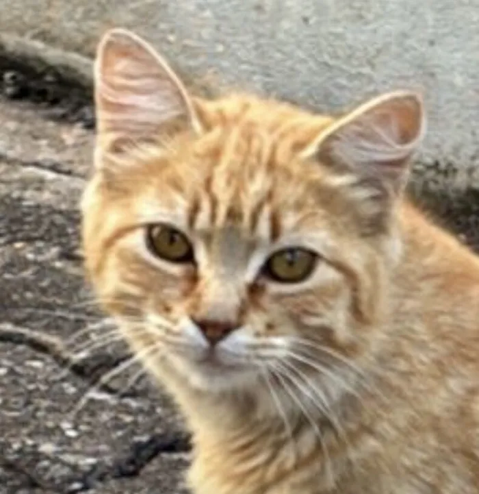 Gato raça SRD-ViraLata idade 2 a 6 meses nome Garfield 