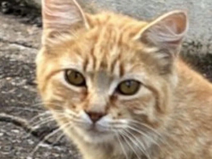 Gato raça SRD-ViraLata idade 2 a 6 meses nome Garfield 