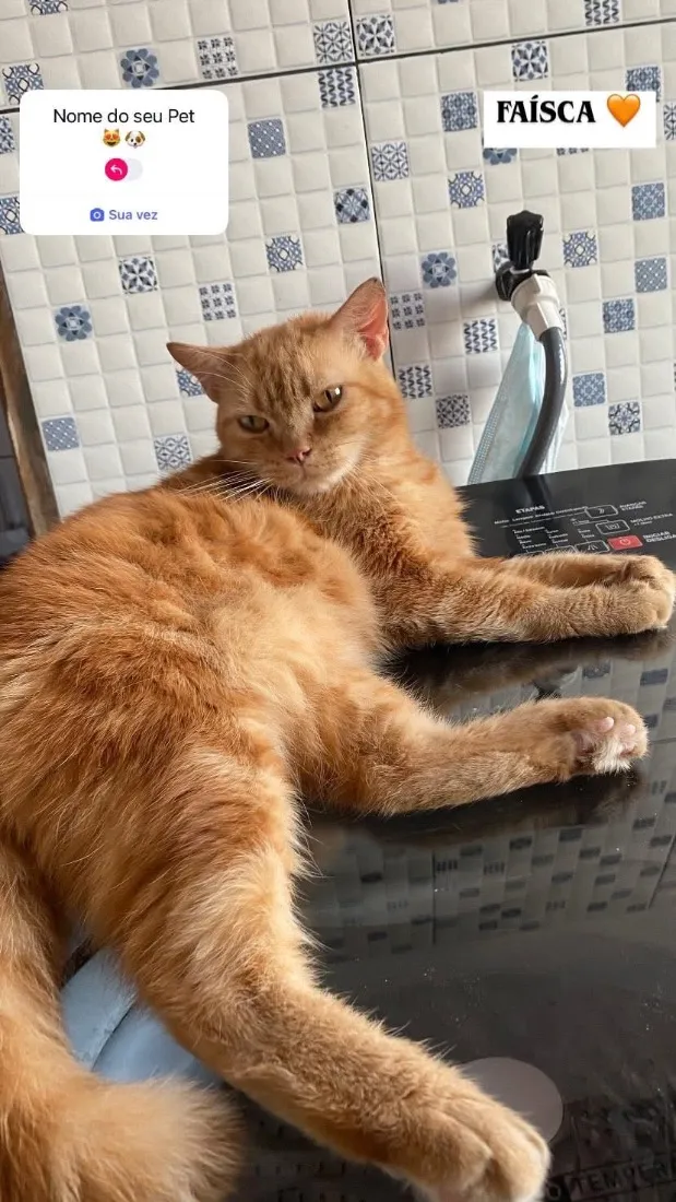 Gato raça Misturado persa com SRD idade 6 ou mais anos nome Faísca