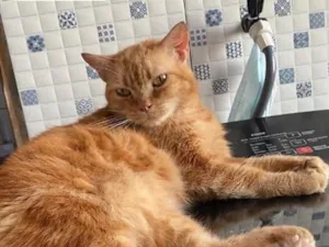 Gato raça Misturado persa com SRD idade 6 ou mais anos nome Faísca