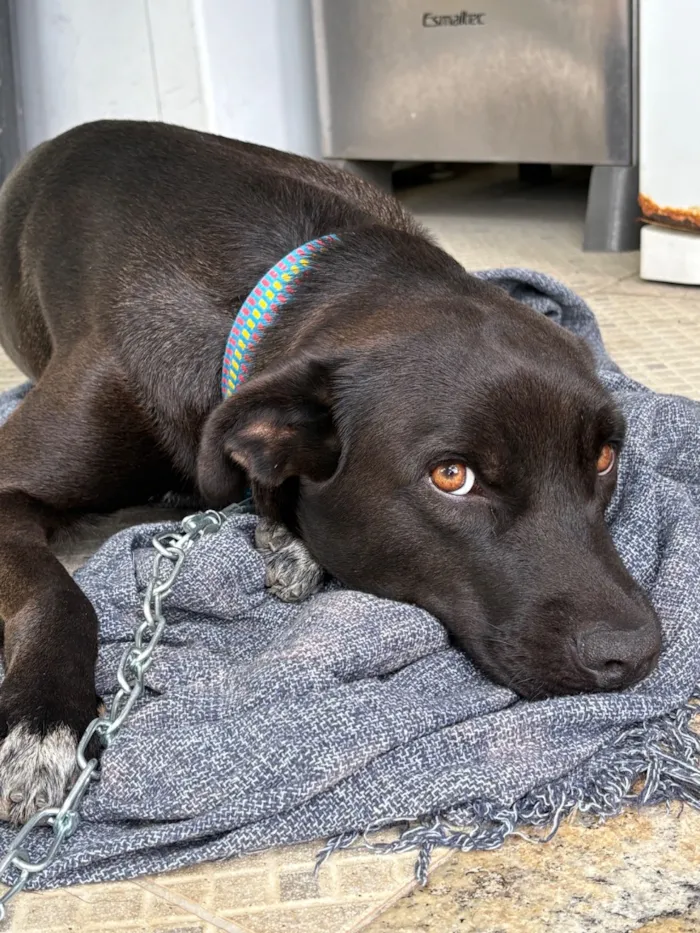 Cachorro raça SRD-ViraLata idade 2 anos nome Apólo