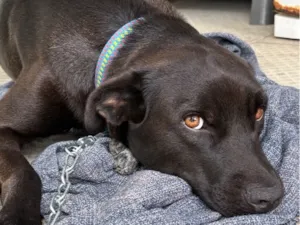 Cachorro raça SRD-ViraLata idade 2 anos nome Apólo