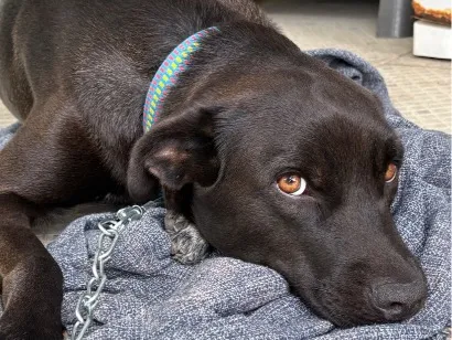 Cachorro raça SRD-ViraLata idade 2 anos nome Apólo