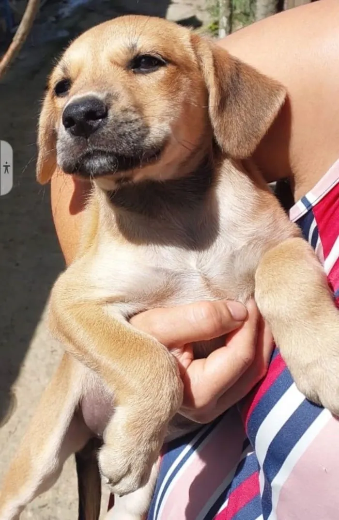 Cachorro raça SRD-ViraLata idade Abaixo de 2 meses nome AMORA