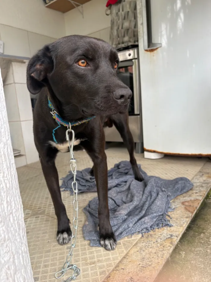 Cachorro raça SRD-ViraLata idade 2 anos nome Apólo