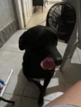 Apólo