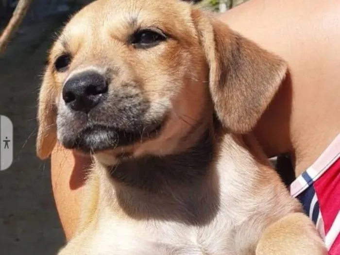 Cachorro raça SRD-ViraLata idade Abaixo de 2 meses nome AMORA
