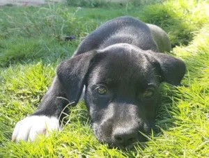 Cachorro raça SRD-ViraLata idade Abaixo de 2 meses nome MAYA