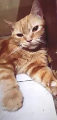 Faísca