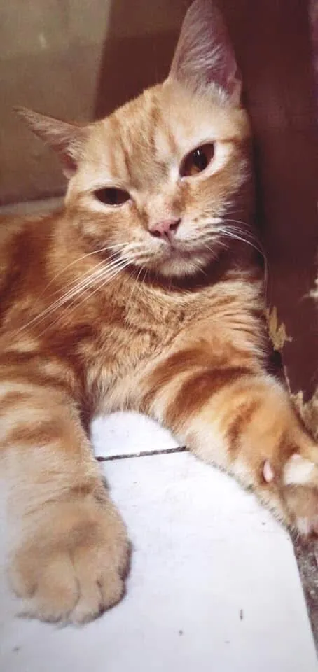 Gato raça Misturado persa com SRD idade 6 ou mais anos nome Faísca