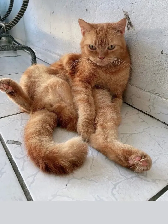Gato raça Misturado persa com SRD idade 6 ou mais anos nome Faísca