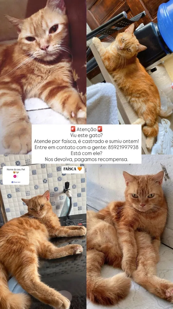 Gato raça Misturado persa com SRD idade 6 ou mais anos nome Faísca