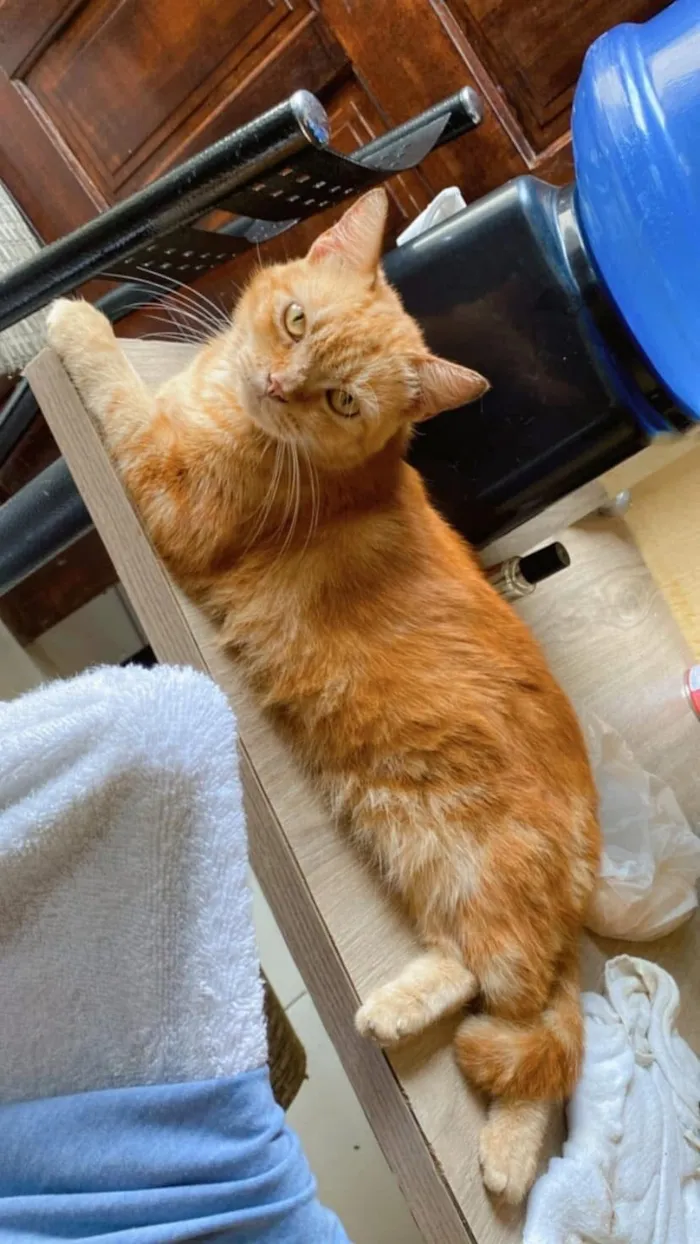 Gato raça Misturado persa com SRD idade 6 ou mais anos nome Faísca
