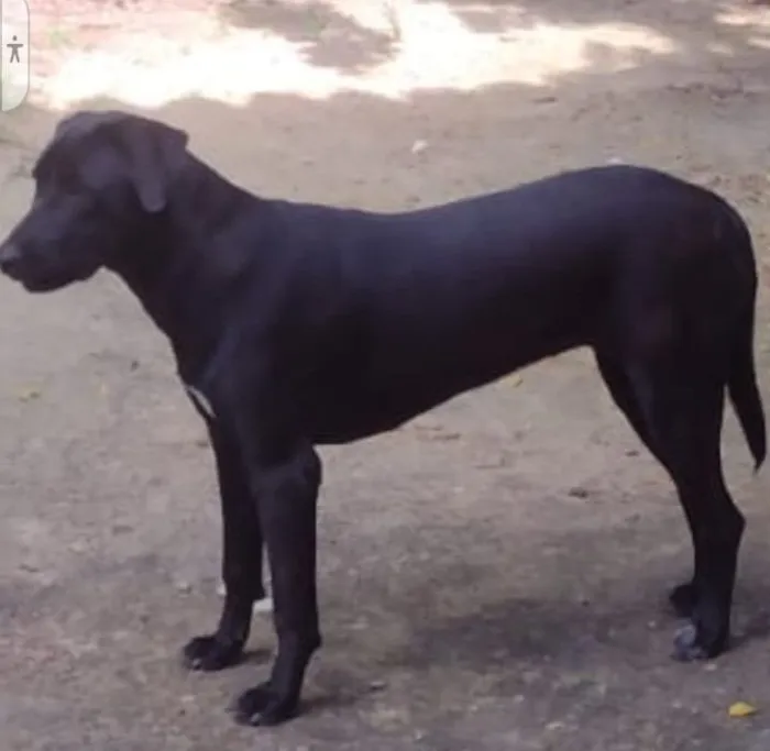 Cachorro raça SRD-ViraLata idade 1 ano nome BYONCÉ CASTRADA