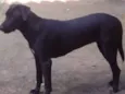 BYONCÉ CASTRADA