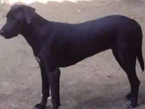 Cachorro raça SRD-ViraLata idade 1 ano nome BYONCÉ CASTRADA