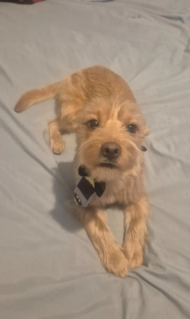 Cachorro raça SRD-ViraLata idade 7 a 11 meses nome Theodoro 