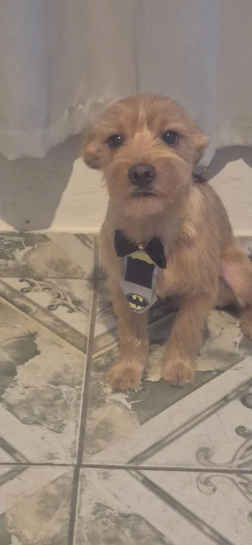 Cachorro raça SRD-ViraLata idade 7 a 11 meses nome Theodoro 