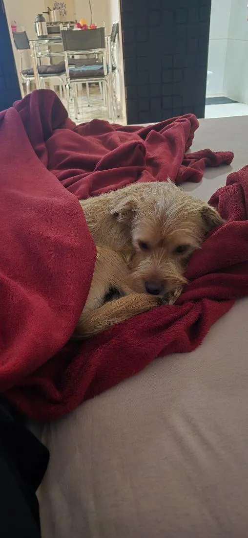 Cachorro raça SRD-ViraLata idade 7 a 11 meses nome Theodoro 