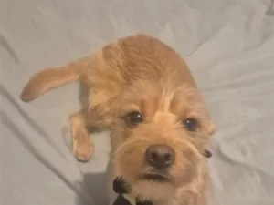 Cachorro raça SRD-ViraLata idade 7 a 11 meses nome Theodoro 