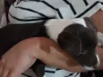 Sapequinha 