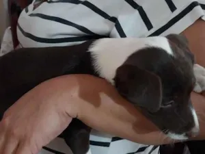 Cachorro raça SRD-ViraLata idade 2 a 6 meses nome Sapequinha 