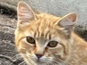 Gato raça SRD-ViraLata idade 2 a 6 meses nome Garfield 