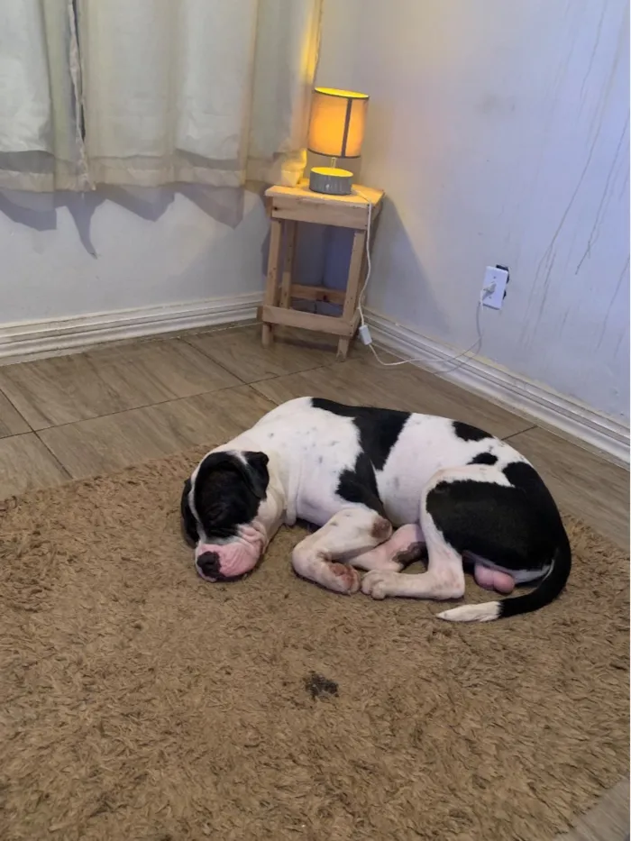 Cachorro raça Pit-Bull idade 1 ano nome Bradock
