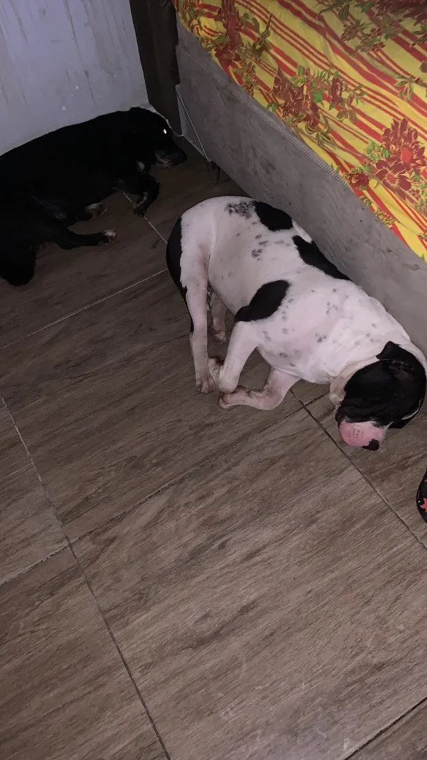 Cachorro raça Pit-Bull idade 1 ano nome Bradock