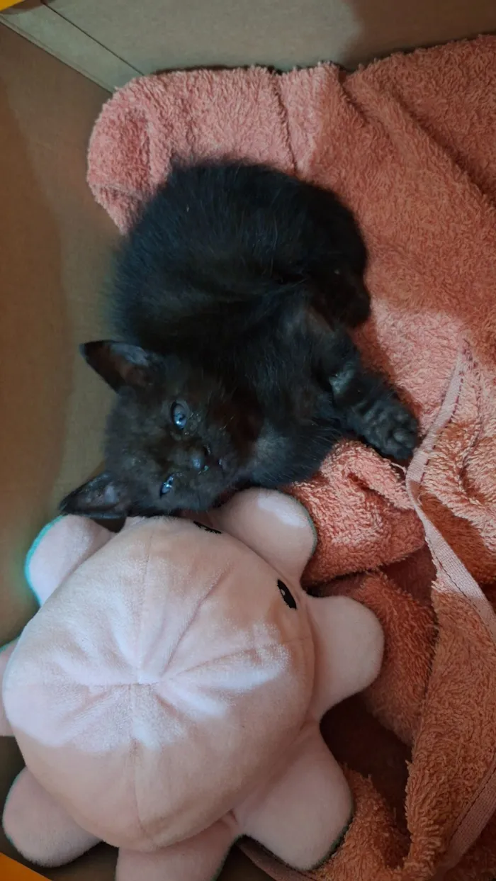 Gato raça SRD-ViraLata idade Abaixo de 2 meses nome não tem nome ainda 