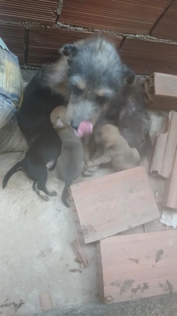 Cachorro raça SRD-ViraLata idade 1 ano nome neguinha