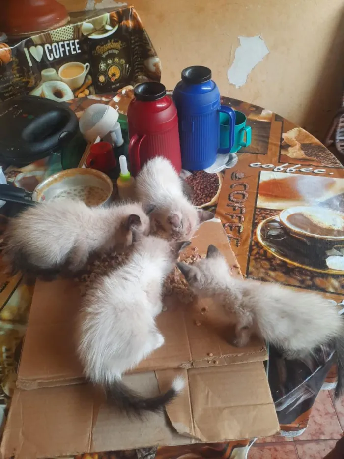 Gato raça Siamês idade 2 a 6 meses nome sem nomes