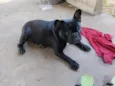 Topo Giggio
