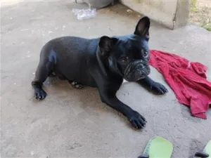 Cachorro raça SRD-ViraLata idade 5 anos nome Topo Giggio