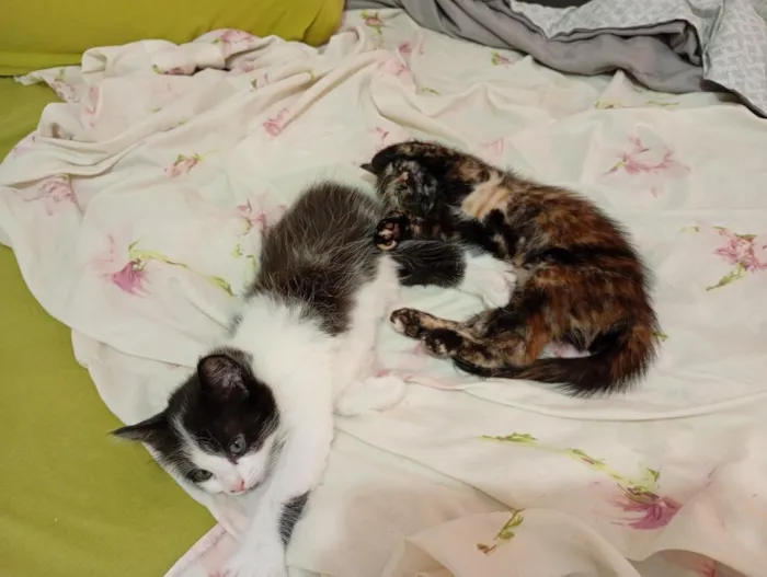 Gato raça SRD-ViraLata idade Abaixo de 2 meses nome Irmãzinhas para adoção - Vacinas e castração garantidas
