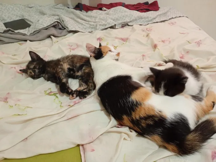 Gato raça SRD-ViraLata idade Abaixo de 2 meses nome Irmãzinhas para adoção - Vacinas e castração garantidas