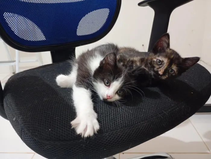 Gato raça SRD-ViraLata idade Abaixo de 2 meses nome Irmãzinhas para adoção - Vacinas e castração garantidas