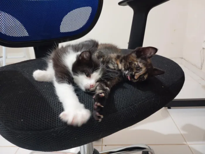 Gato raça SRD-ViraLata idade Abaixo de 2 meses nome Irmãzinhas para adoção - Vacinas e castração garantidas