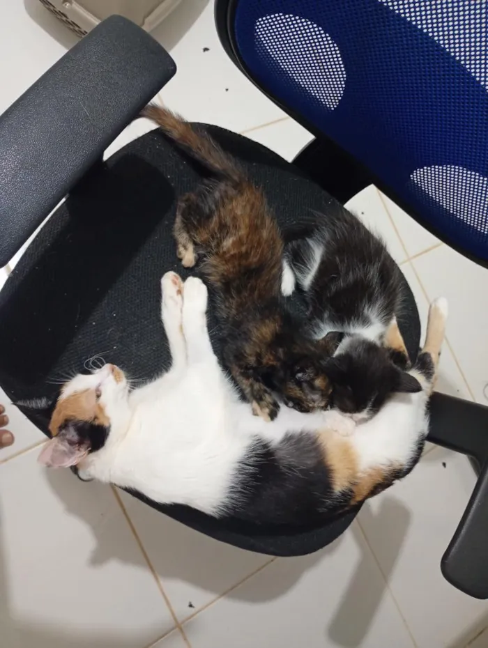 Gato raça SRD-ViraLata idade Abaixo de 2 meses nome Irmãzinhas para adoção - Vacinas e castração garantidas