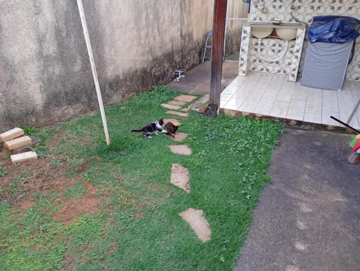 Gato raça SRD-ViraLata idade Abaixo de 2 meses nome Irmãzinhas para adoção - Vacinas e castração garantidas