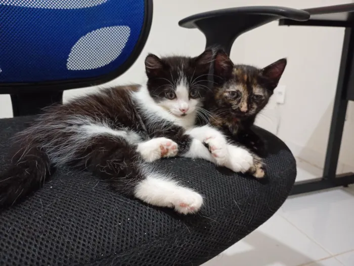 Gato raça SRD-ViraLata idade Abaixo de 2 meses nome Irmãzinhas para adoção - Vacinas e castração garantidas